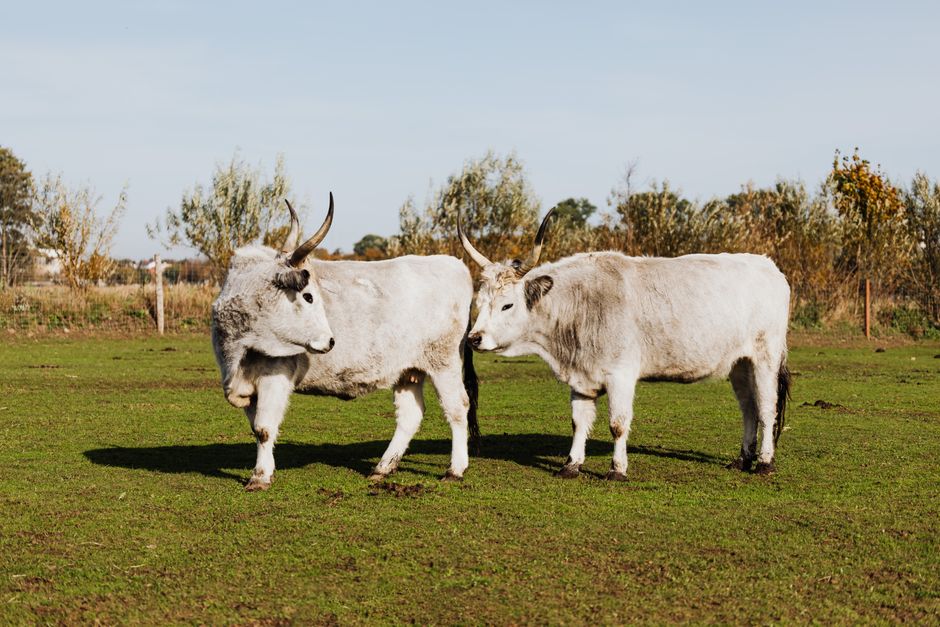 supplier of livestock feed