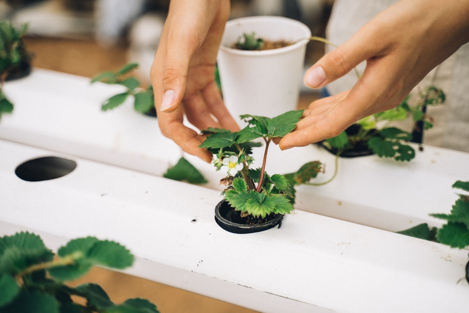 aquaponics kit