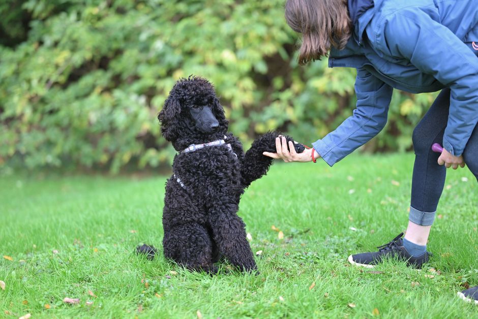 犬のしつけ教室