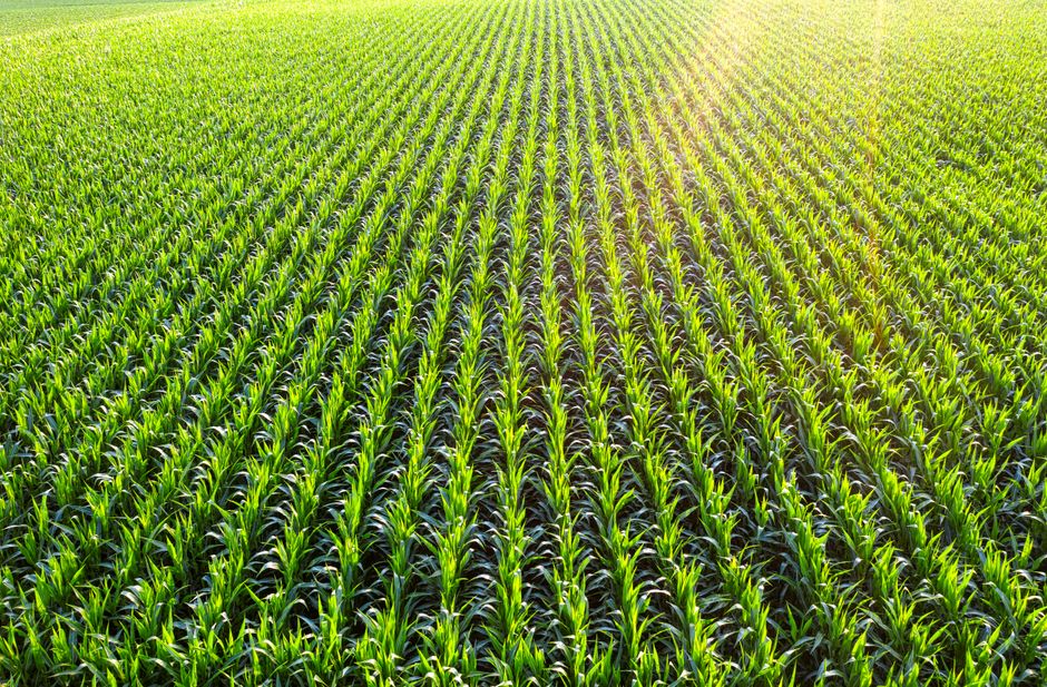 crop insurance